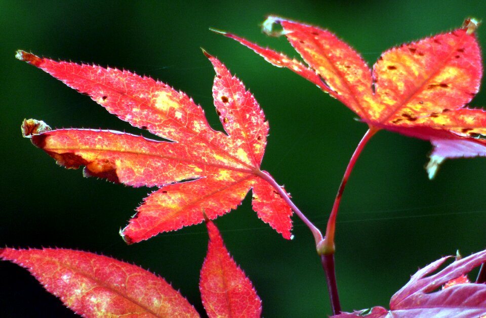 Foliage tree red leaf