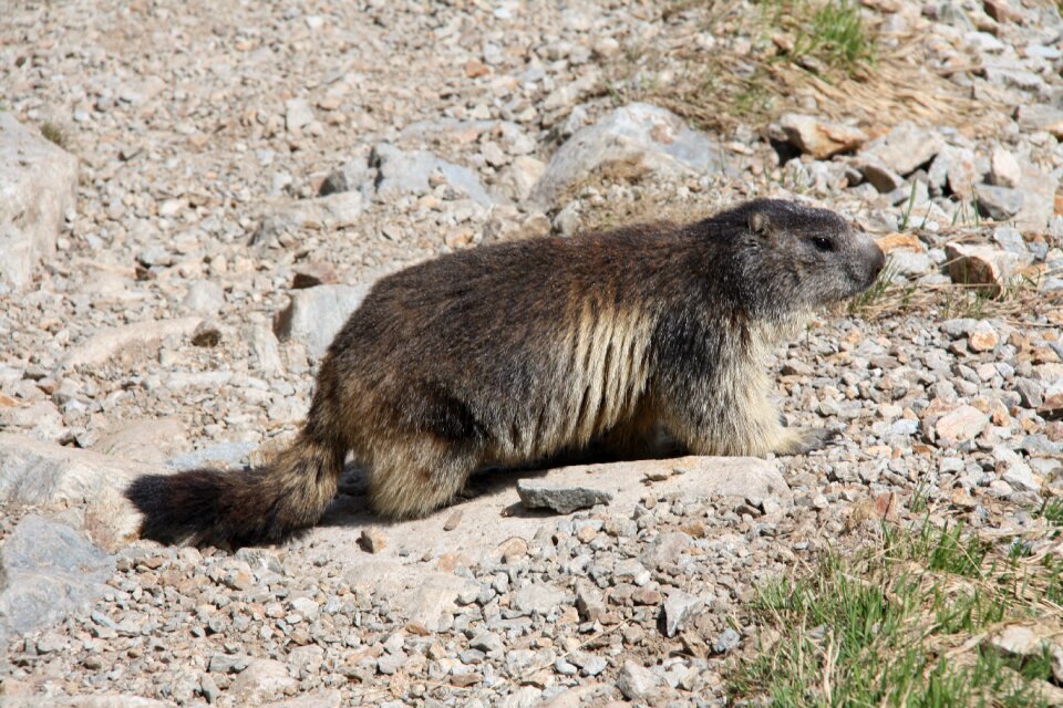 Alpine marmot animal wild animals