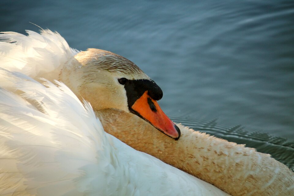 Water bird bird white