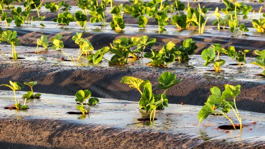 Agriculture growing