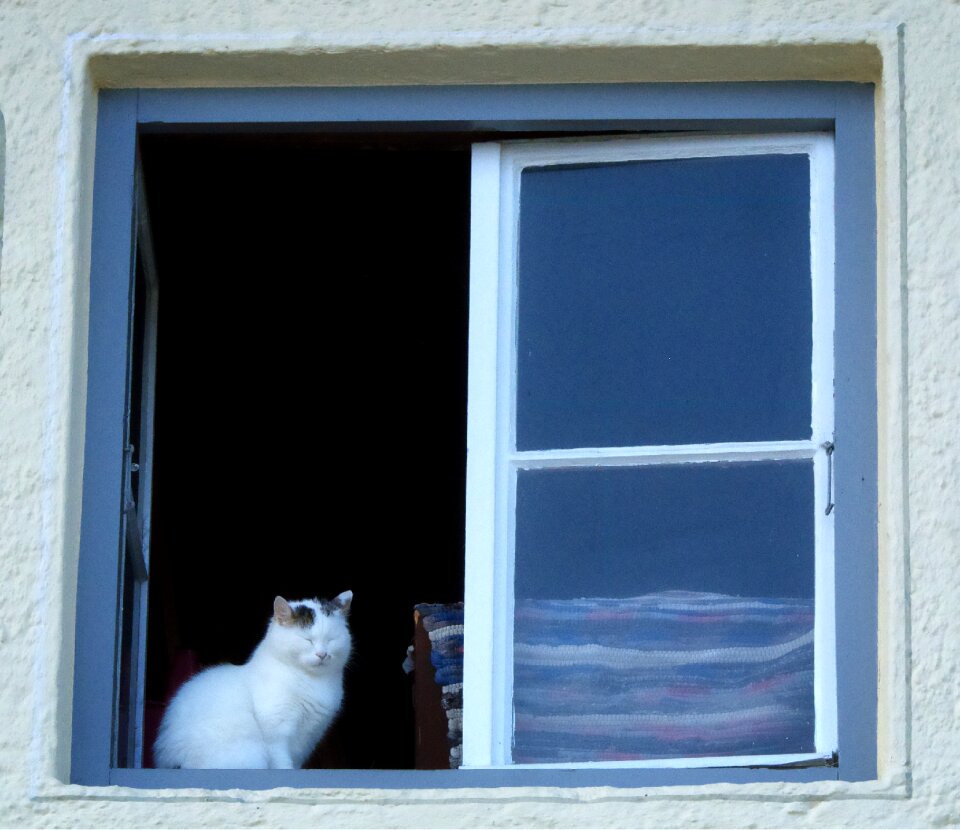 Pet animal sit