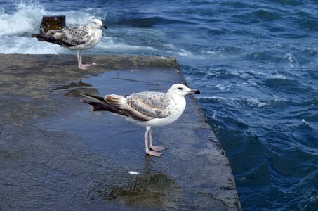 Sea white tourism