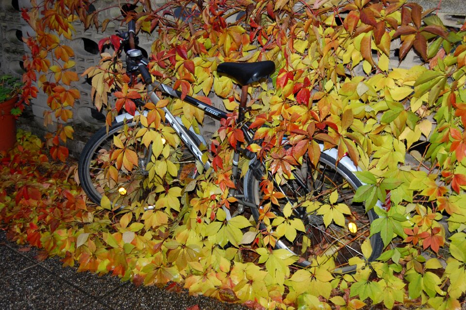 Leaves hidden fall foliage