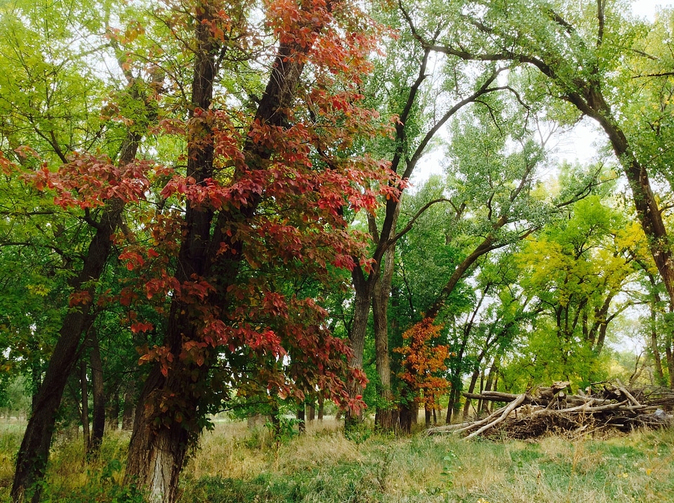 Season outdoor wood