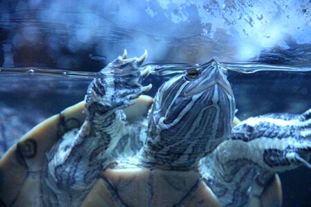 Zoo water animals