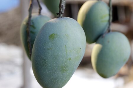 Nature fresh fruit