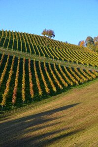 Vineyard vine late summer