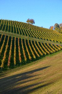 Vineyard vine late summer photo