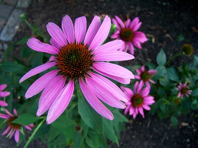 Blossom flower echinacea