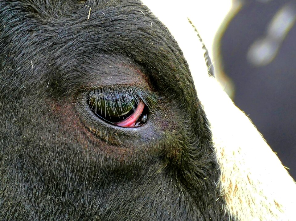 Beef agriculture head