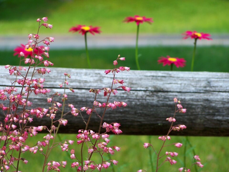 Nature floral garden