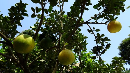 Yellow citrus paradisi subtropical photo