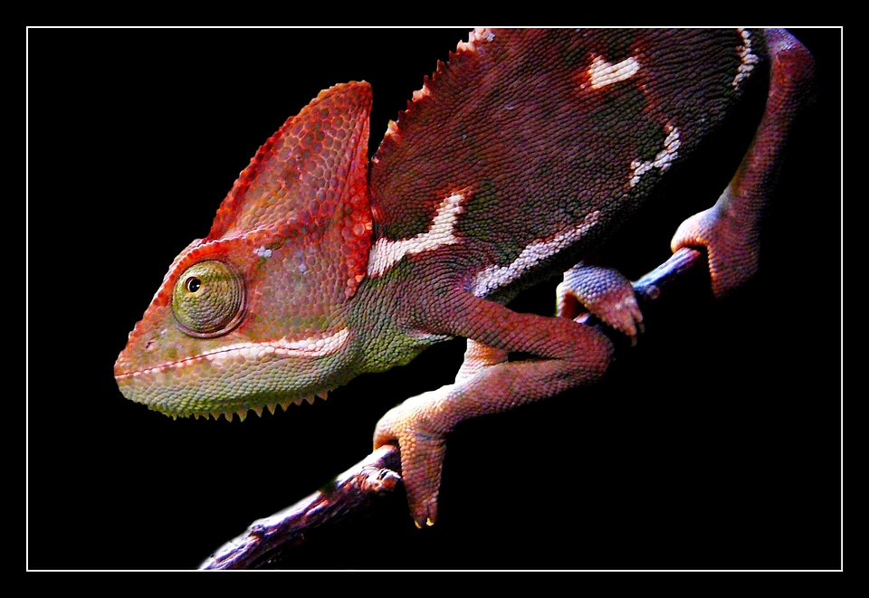 Chameleon creature lizard photo