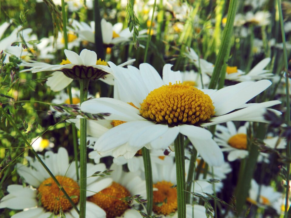 Flower summer white