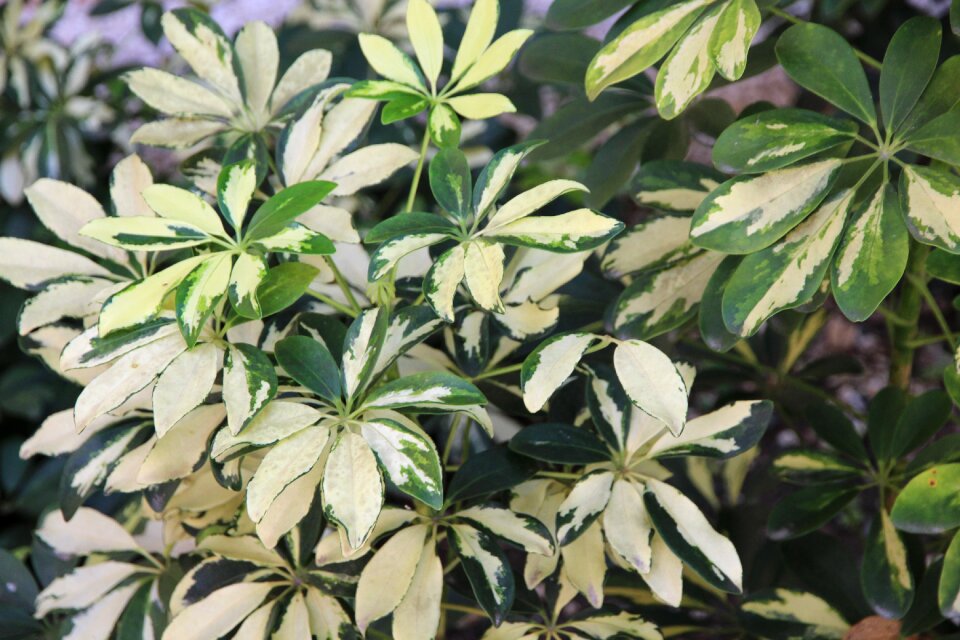 Plant nature sheet