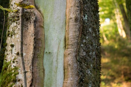 Tribe nature log