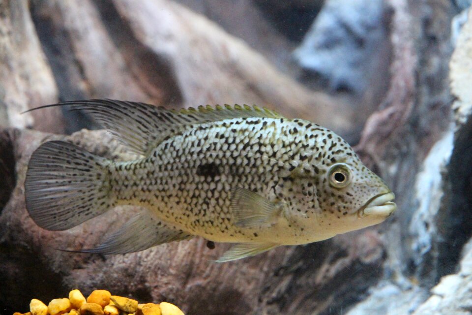 Cichlid aquariums gray background