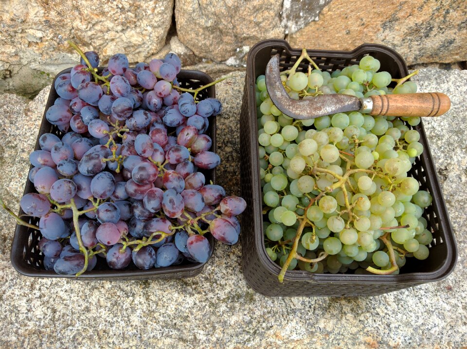 Fruit vintage harvest