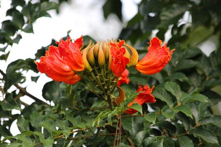 Tree scarlet flowers plant