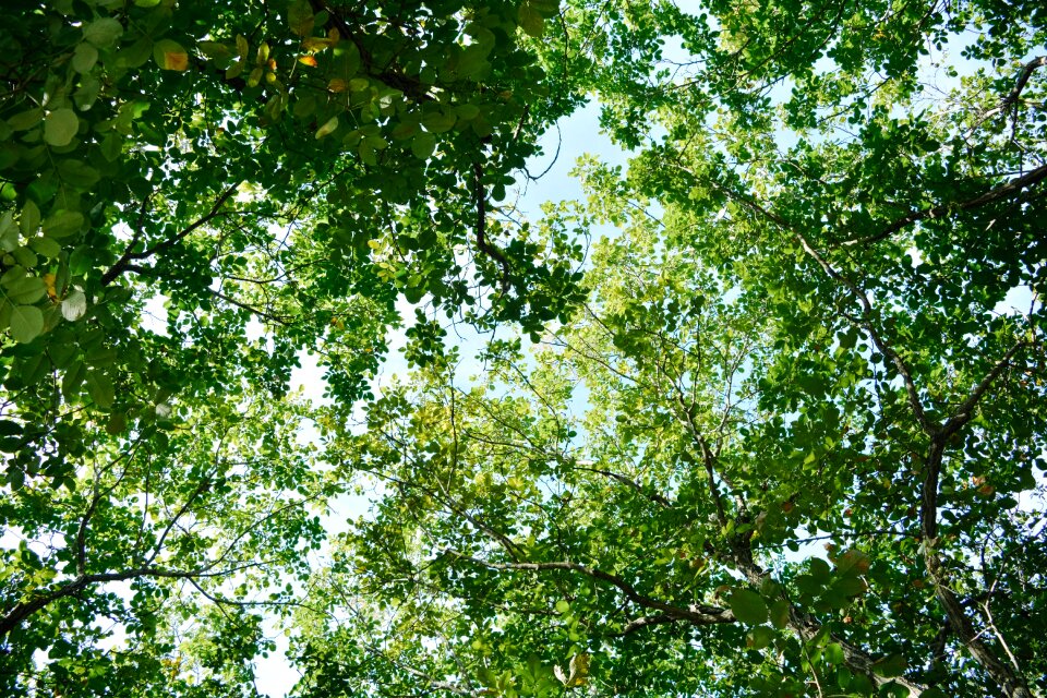 Forest tree look up