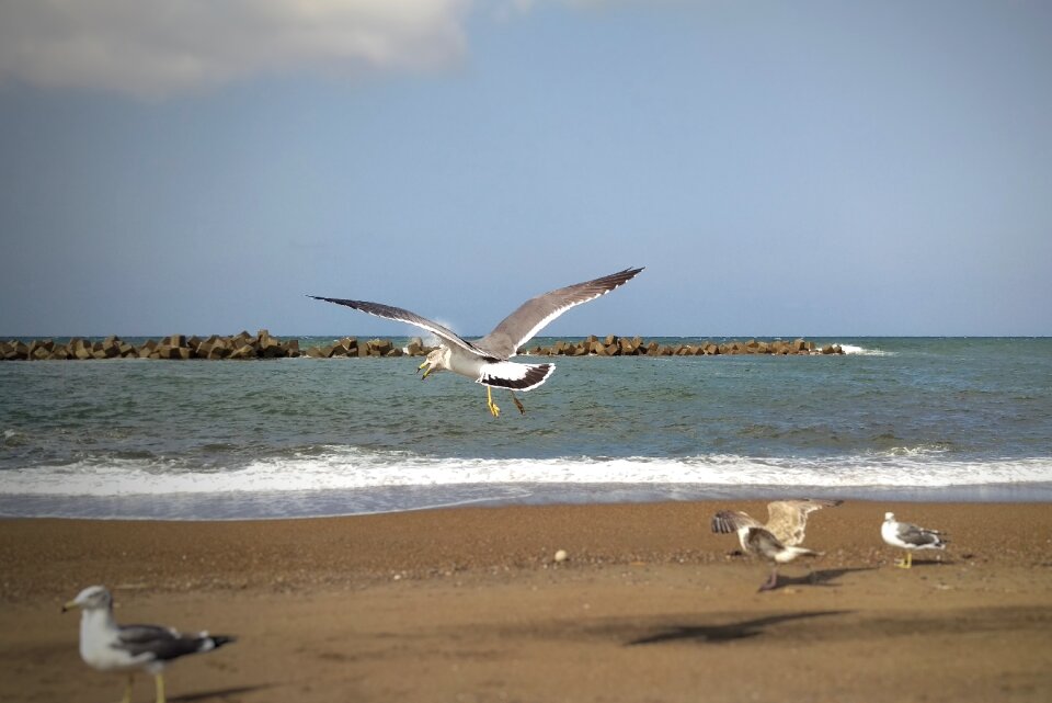 Seagull birds of the sea wild birds