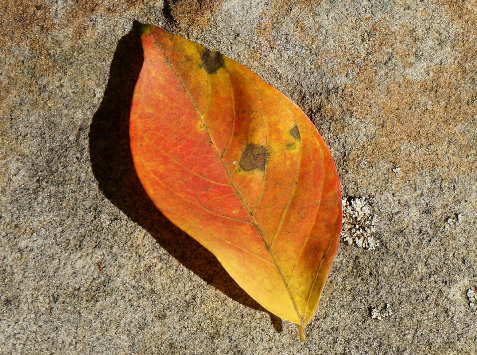 Tree stone wall nature