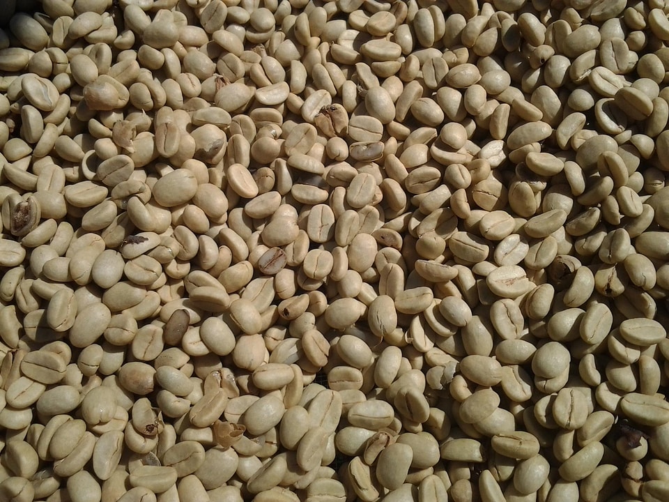 From coffee seeds coffee bean aroma