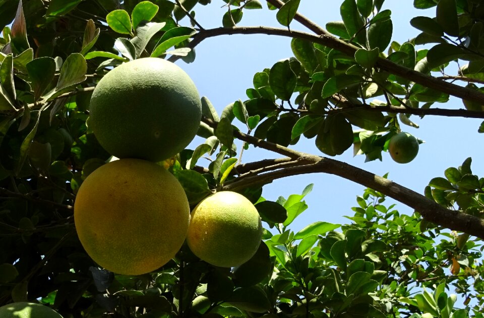 Yellow green citrus paradisi