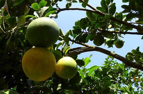 Yellow green citrus paradisi photo