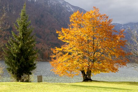 Lake sunny beauty photo