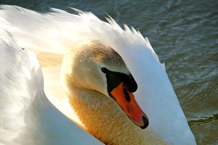 Water bird bird white