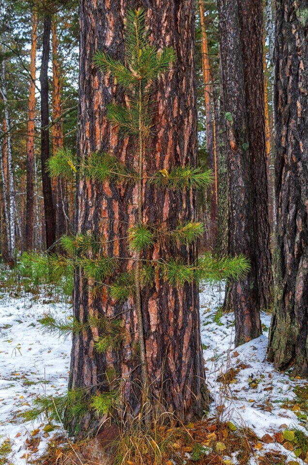Trees nature landscape