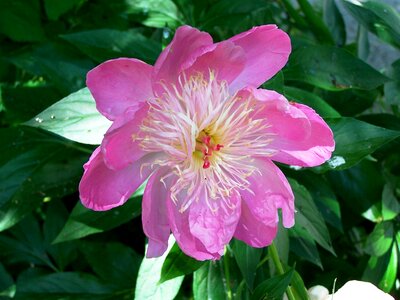 Pink garden bloom photo