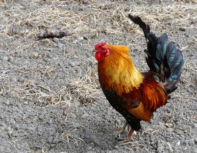 Chicken agriculture rural