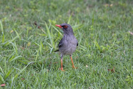 Feathered race animals green grass photo