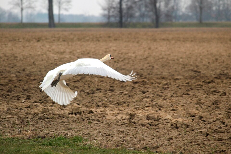 Nature water bird swing