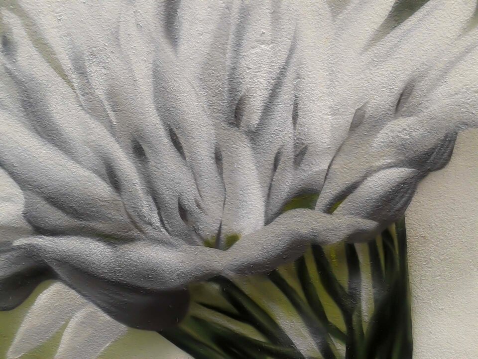 Plant white blossom frescos