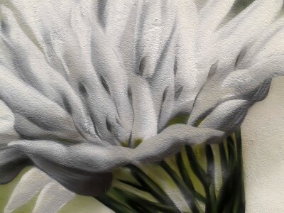 Plant white blossom frescos