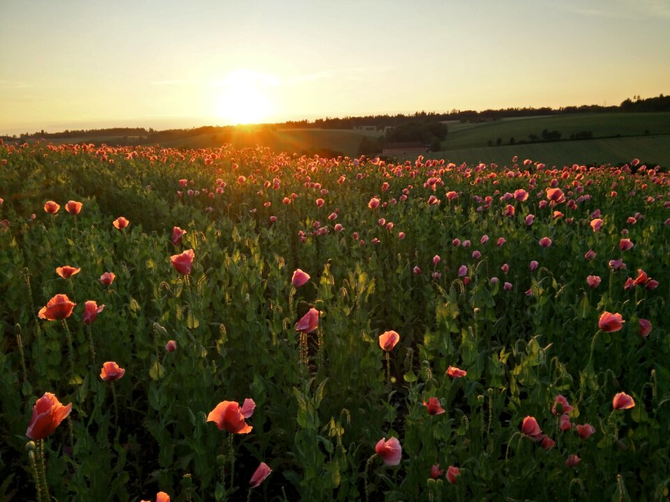 Sunset poppies field