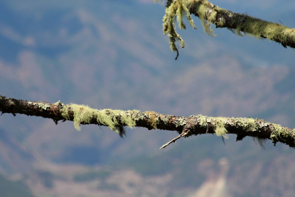 Tree gray background branch
