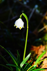 Bloom white forest photo