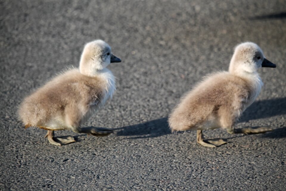 Birds waterfowl young birds