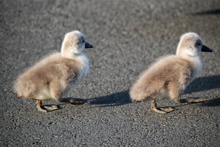 Birds waterfowl young birds photo