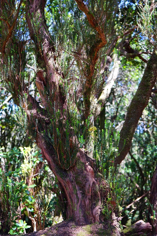 Erica arborea old tenerife
