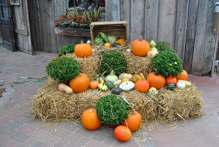 Deco beautiful pumpkin festival