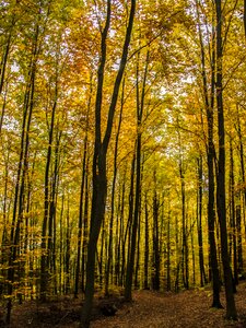 Yellow wood fall trees photo
