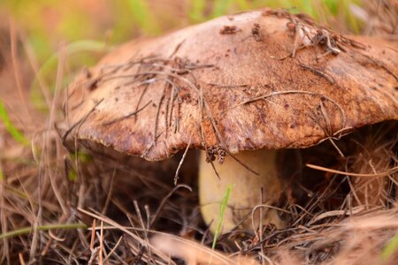 Autumn forest mushroom nature
