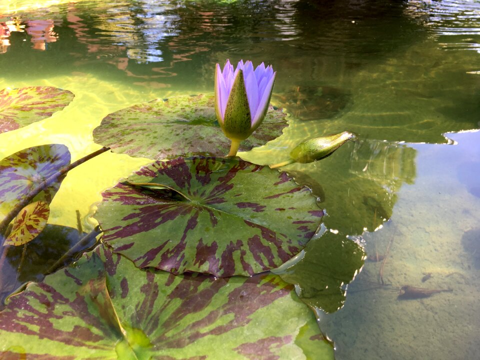 Pond sunlight garden