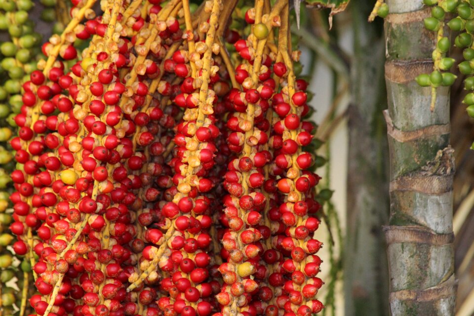 Palma fruit red fruits