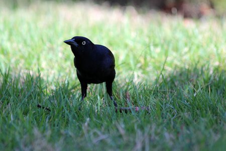 Bird green background green grass photo